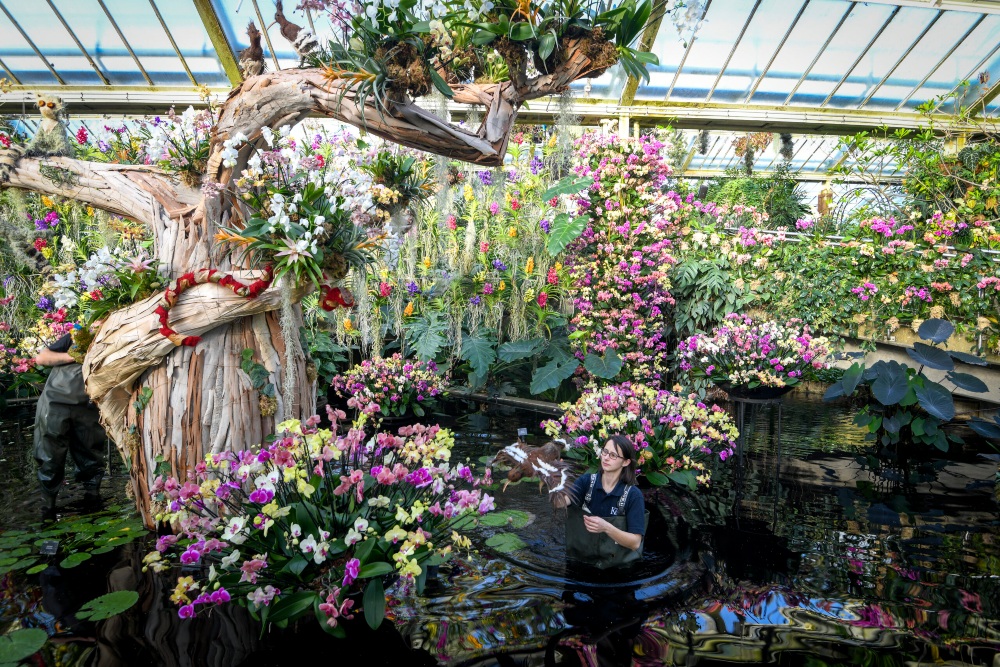 Kew Gardens’ Orchid Festival 2024 – a call for conservation of fragile ecosystems – until 3 March