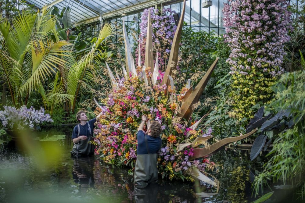 Costa Rica blooms at Kew’s Orchid Festival 2022