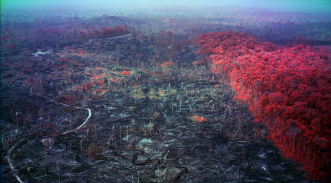 Review: Broken Spectre-Mosse’s most ambitious exhibition about environmental crimes in the Brazilian Amazon is a brutal wake-up call