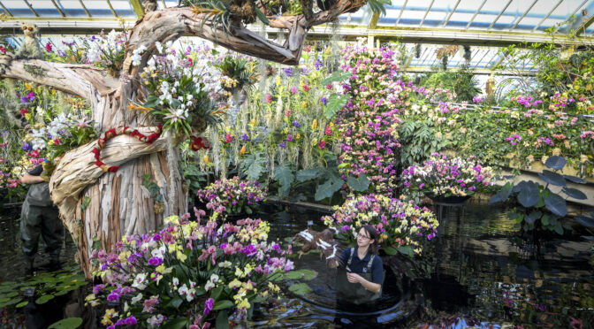 Kew Gardens’ Orchid Festival 2024 – a call for conservation of fragile ecosystems – until 3 March